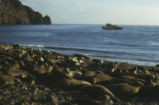 Northern elephant seal