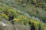 Giant coreopsis