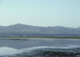 Morro Bay mud flats