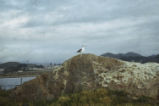 California gull