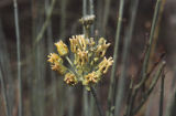 Rush milkweed