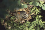 Dark-eyed junco