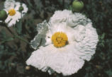 Bristly Matilija poppy