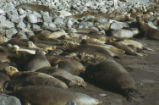 Northern elephant seal