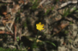 Golden blue-eyed grass