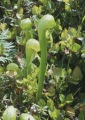 California pitcherplant