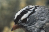 White-crowned sparrow