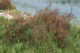 Spear saltbush and saltgrass