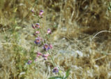 Showy penstemon