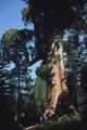 Giant sequoia