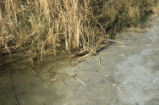 Virginia rail