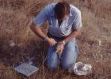 Lab IV, Audubon's cottontail