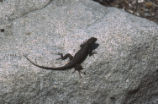 Western fence lizard