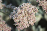 San Clemente Island buckwheat