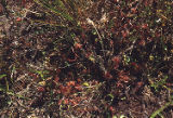 Roundleaf sundew and clubmoss