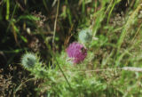 Thistle