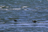 Marbled godwits