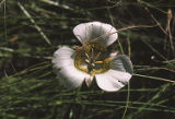 Sego lily