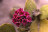 Red sand verbena