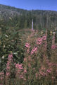 Fireweed