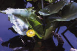 Rocky Mountain pond-lily