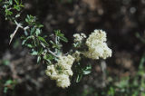 Whitethorn ceanothus