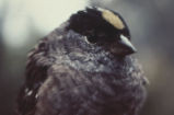 Golden-crowned sparrow