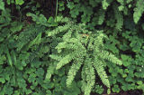 Northern maidenhair and redwood-sorrel