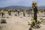 Teddybear cholla