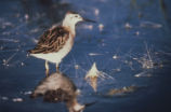 Male Wilson's phalarope