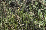 Dwarf saltwort