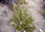 Mendocino bushmallow