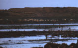 Harbor seal