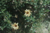 California brittlebush