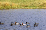 Redheads and American coots