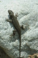 Western fence lizard