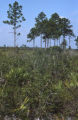 Florida scrub jay