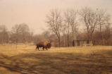 American bison