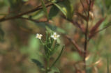 Fringed willowherb