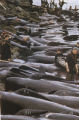 Short-finned pilot whale