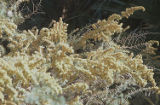 Yellow flowers