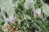 Orcutt's aster