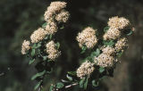 Hoaryleaf ceanothus