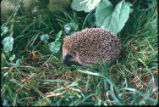 Western European hedgehog
