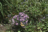 Wild blue phlox