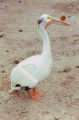 American white pelican