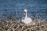 Mute swan