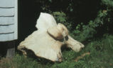 Sperm whale skull