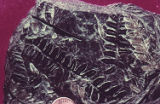 Seed fern fossils