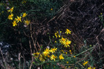 Douglas' ragwort flowers